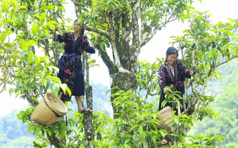 Trà Shan Tuyết Núi Chúa